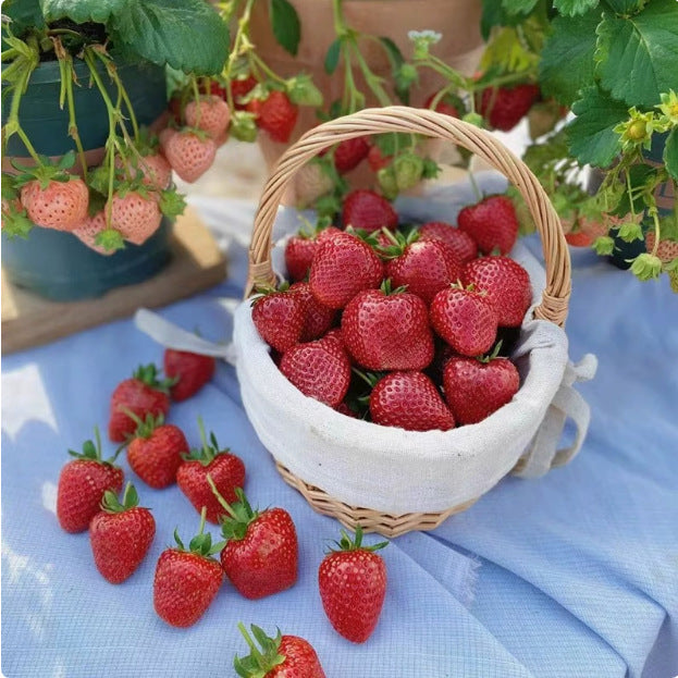 🍓Cream Giant Strawberry Seeds -- Various shapes & Natural juices🥤(500 grain)