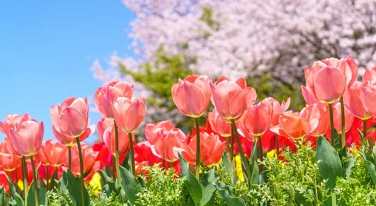 THE ULTIMATE GUIDE TO GROWING TULIPS