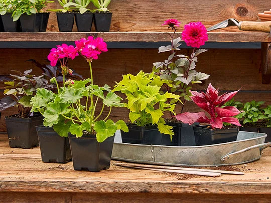 Gardening for Beginners: Techniques, Part Two