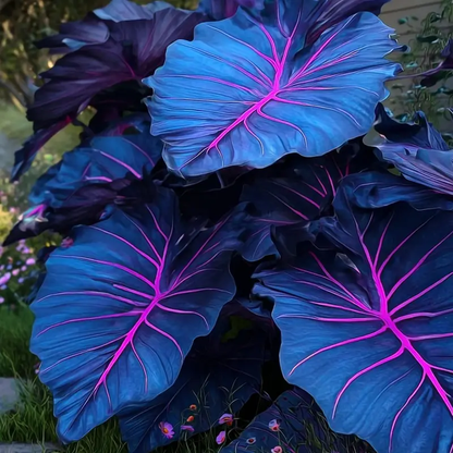 Black Purple Hosta Flower Bulbs🎁2025 Special Offer