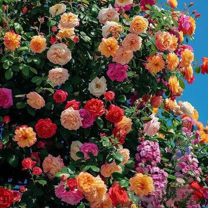 🌹Climbing Vine Rose Flower Seeds