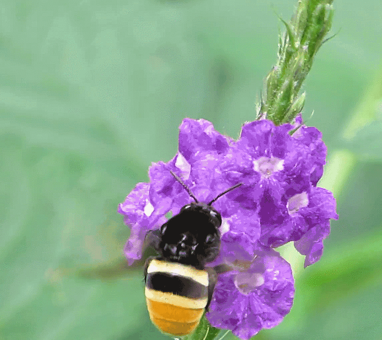 🐝Insect-friendly🔥Over 60 Mixed Perennial Flower Seeds🌿Pure Non-GMO