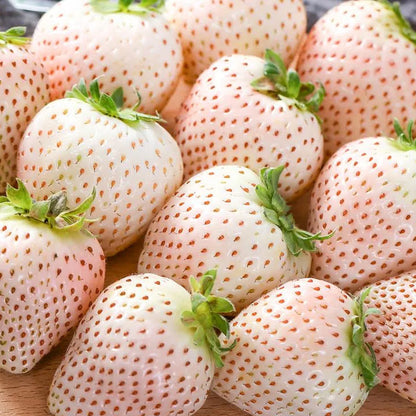 🍓Cream Giant Strawberry Seeds -- Various shapes & Natural juices🥤（500 grain）