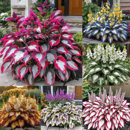 Summer Promotion 49% OFF - 🌱 - 🍃Rare Hosta Seeds🌿