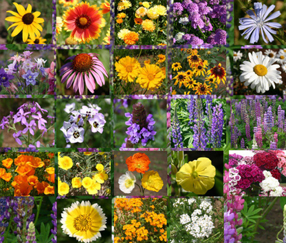 🐝Insect-friendly🔥Over 60 Mixed Perennial Flower Seeds🌿Pure Non-GMO
