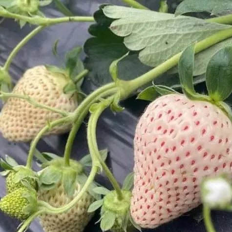 🍓Cream Giant Strawberry Seeds -- Various shapes & Natural juices🥤（500 grain）