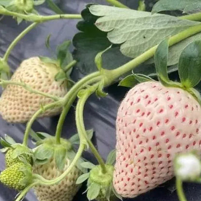 🍓Cream Giant Strawberry Seeds -- Various shapes & Natural juices🥤（500 grain）