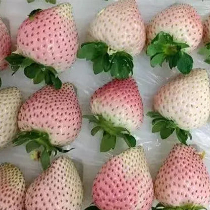 🍓Cream Giant Strawberry Seeds -- Various shapes & Natural juices🥤（500 grain）