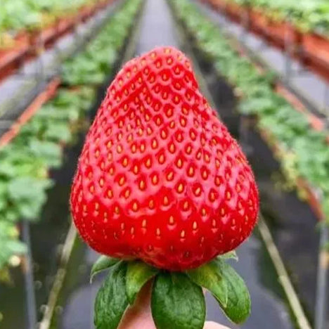 🍓Cream Giant Strawberry Seeds -- Various shapes & Natural juices🥤（500 grain）