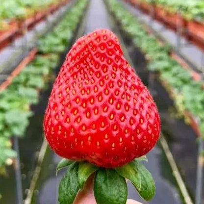 🍓Cream Giant Strawberry Seeds -- Various shapes & Natural juices🥤（500 grain）