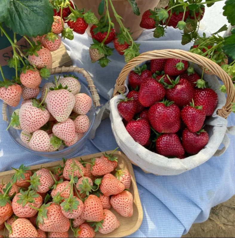 🍓Cream Giant Strawberry Seeds -- Various shapes & Natural juices🥤（500 grain）