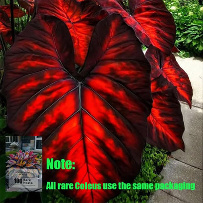🎁2025 Special Offer🍃 Rare Coleus Flower Seeds🌿
