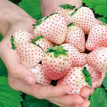 🍓Cream Giant Strawberry Seeds -- Various shapes & Natural juices🥤（500 grain）
