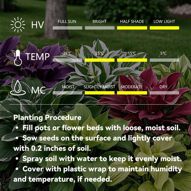 Black Purple Hosta Flower Bulbs🎁2025 Special Offer
