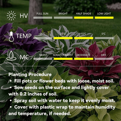Black Purple Hosta Flower Bulbs🎁2025 Special Offer