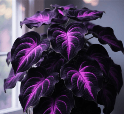 Black Purple Hosta Flower Bulbs🎁2025 Special Offer