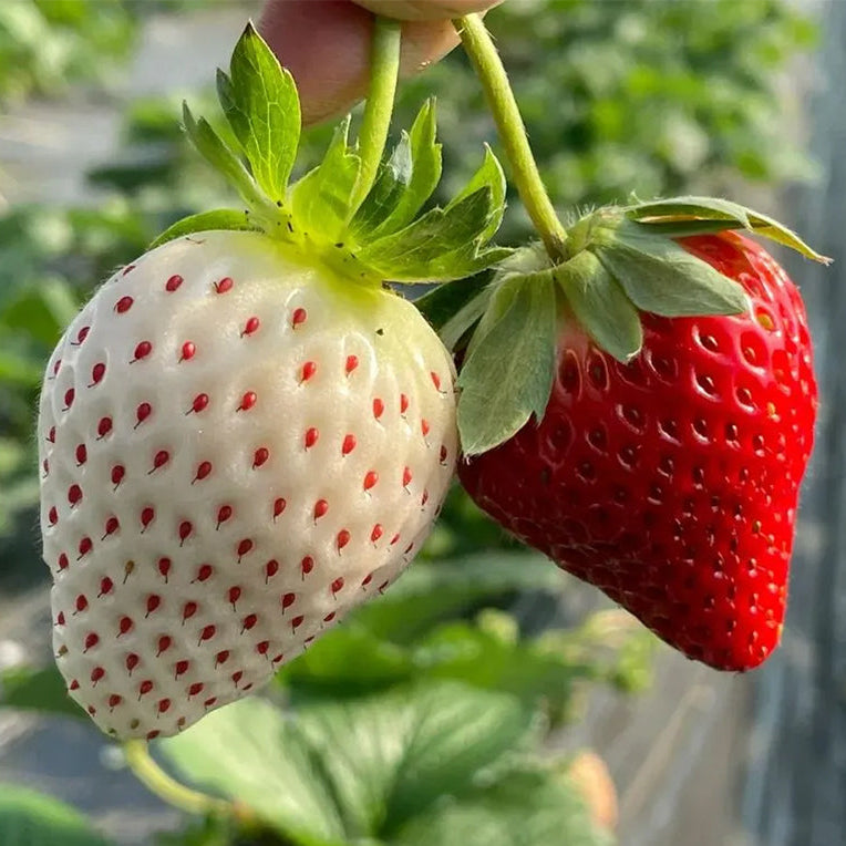 🍓Cream Giant Strawberry Seeds -- Various shapes & Natural juices🥤（500 grain）