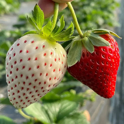 🍓Cream Giant Strawberry Seeds -- Various shapes & Natural juices🥤（500 grain）