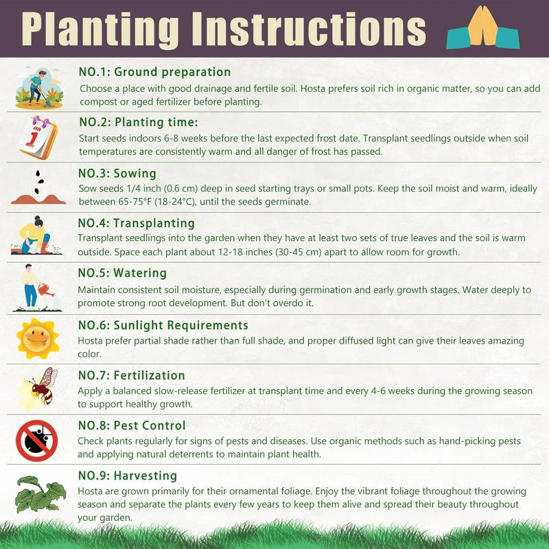 Black Purple Hosta Flower Bulbs🎁2025 Special Offer