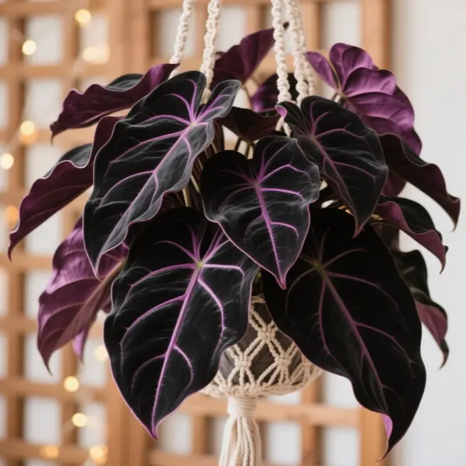 Black Purple Hosta Flower Bulbs🎁2025 Special Offer