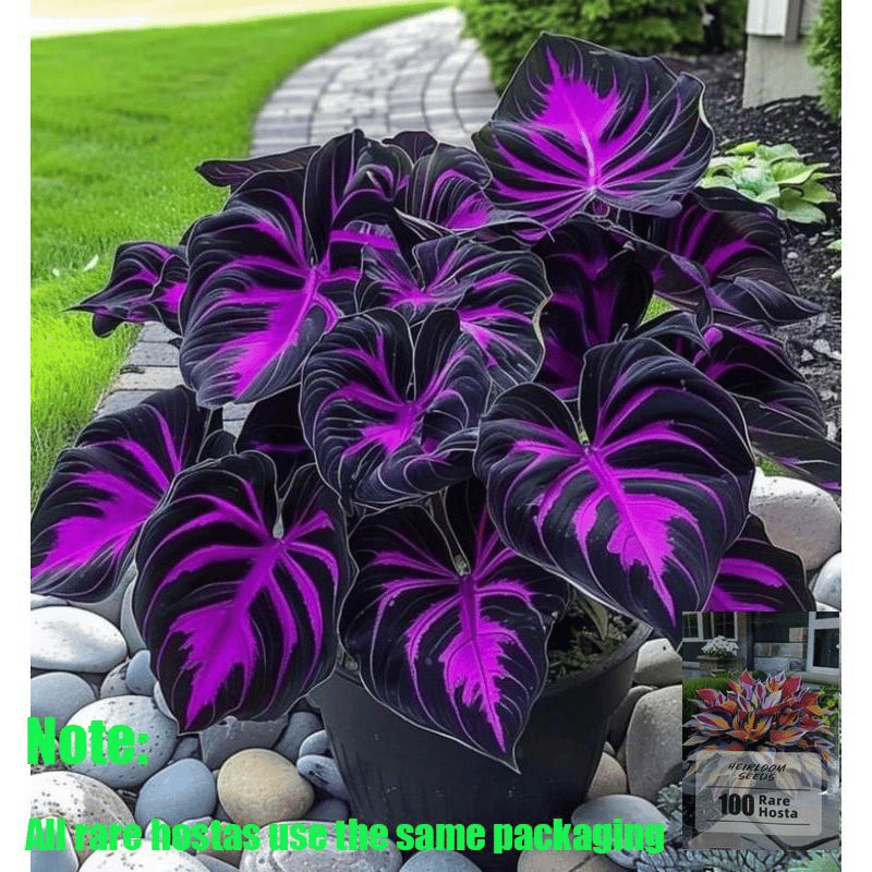 Black Purple Hosta Flower Bulbs🎁2025 Special Offer