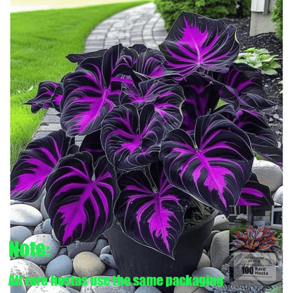 Black Purple Hosta Flower Bulbs🎁2025 Special Offer