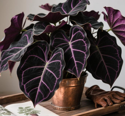 Black Purple Hosta Flower Bulbs🎁2025 Special Offer