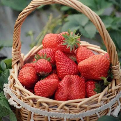 🍓Cream Giant Strawberry Seeds -- Various shapes & Natural juices🥤（500 grain）