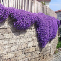 🔥Purple