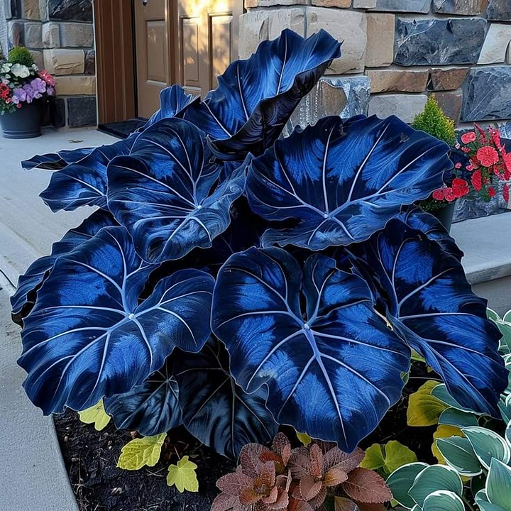 Black Purple Hosta Flower Bulbs🎁2025 Special Offer