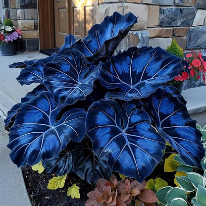 Black Purple Hosta Flower Bulbs🎁2025 Special Offer