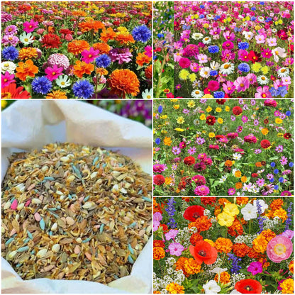 🐝Insect-friendly🔥Over 60 Mixed Perennial Flower Seeds🌿Pure Non-GMO