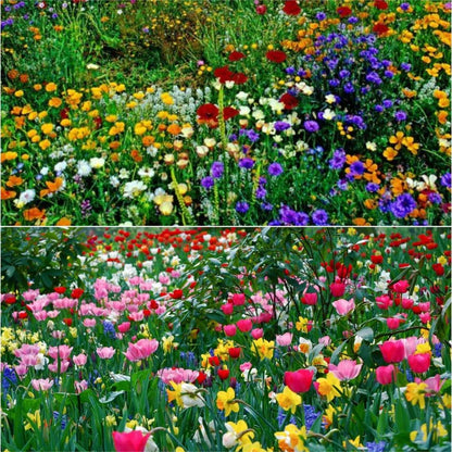 🐝Insect-friendly🔥Over 60 Mixed Perennial Flower Seeds🌿Pure Non-GMO