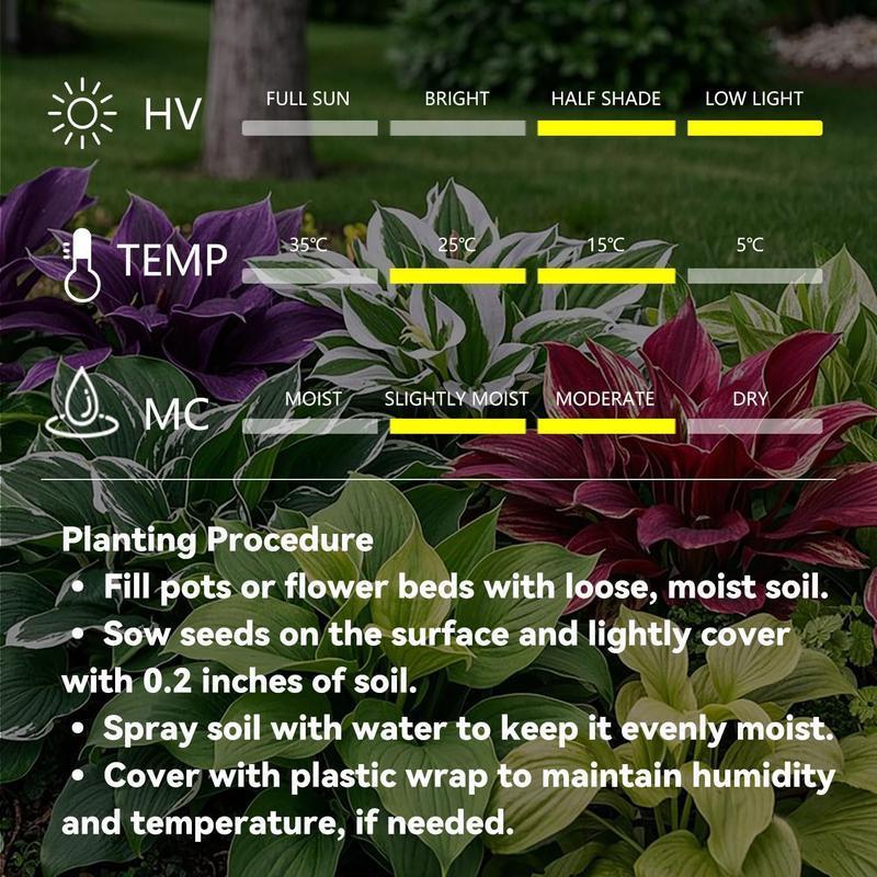 Summer Promotion 49% OFF - 🌱 - 🍃Rare Hosta Seeds🌿