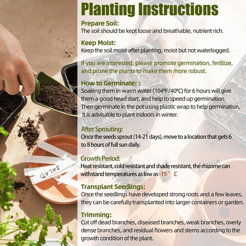 Black Purple Hosta Flower Bulbs🎁2025 Special Offer