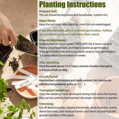 Black Purple Hosta Flower Bulbs🎁2025 Special Offer