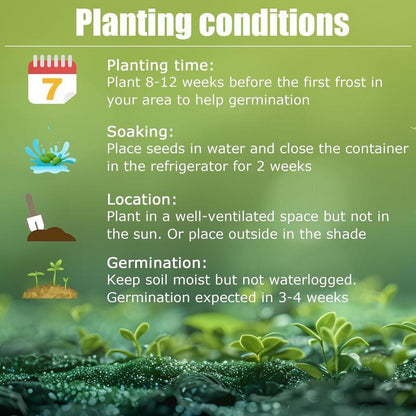 🌸 Rare Hosta Flower Seeds 🌿 | Unique Garden Beauty ✨