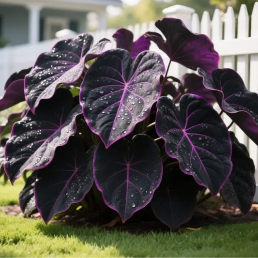 Black Purple Hosta Flower Bulbs🎁2025 Special Offer