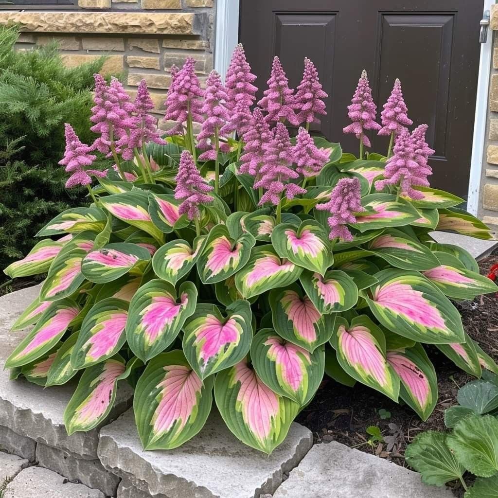 Summer Promotion 49% OFF - 🌱 - 🍃Rare Hosta Seeds🌿