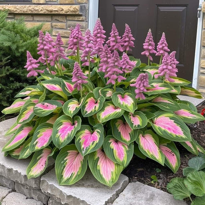 Summer Promotion 49% OFF - 🌱 - 🍃Rare Hosta Seeds🌿