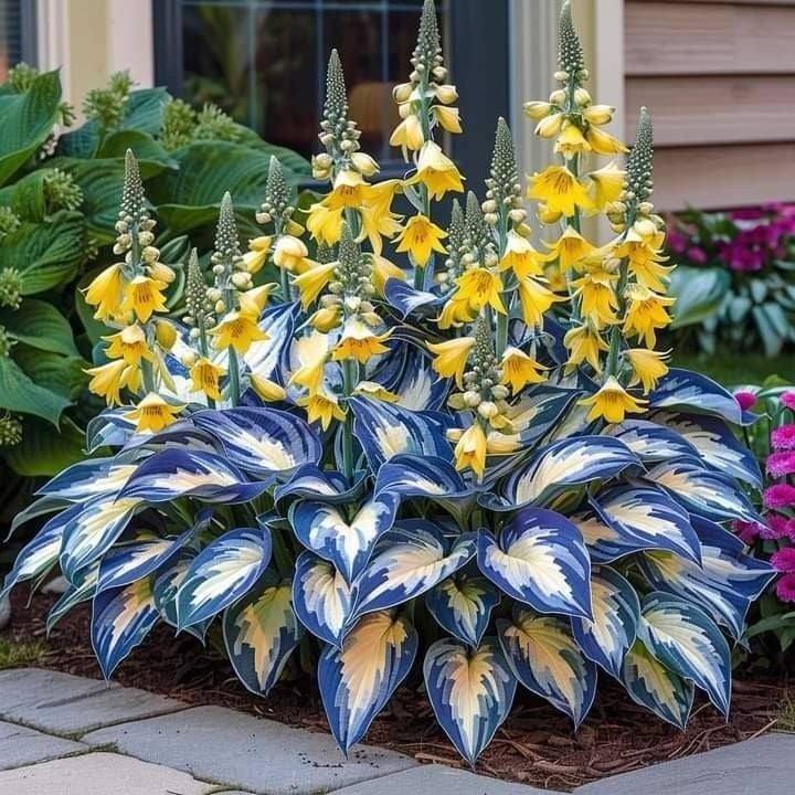 Summer Promotion 49% OFF - 🌱 - 🍃Rare Hosta Seeds🌿