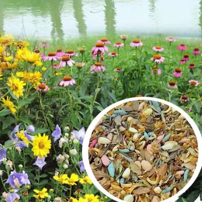 🐝Insect-friendly🔥Over 60 Mixed Perennial Flower Seeds🌿Pure Non-GMO